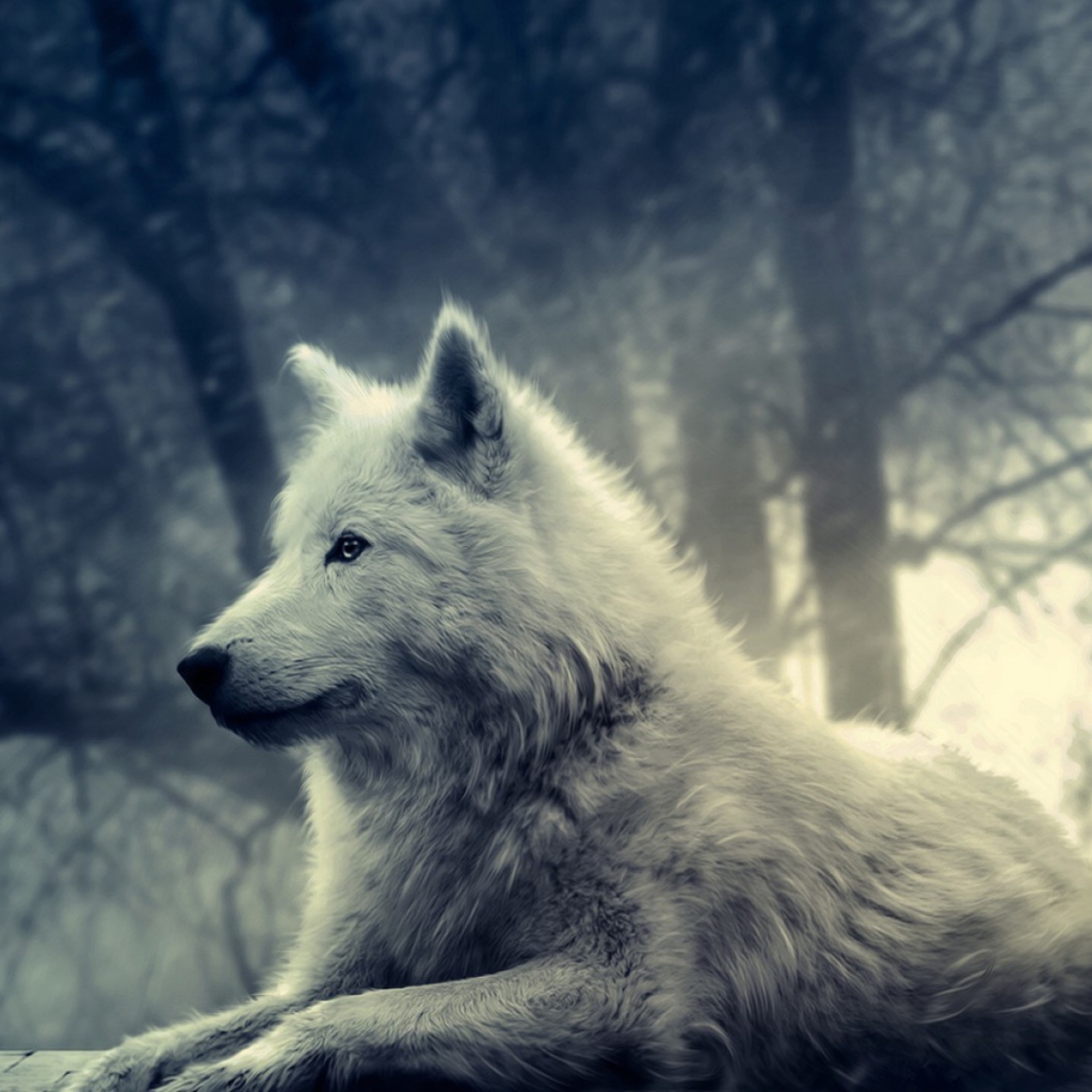 Das Night Wolf Wallpaper 1024x1024