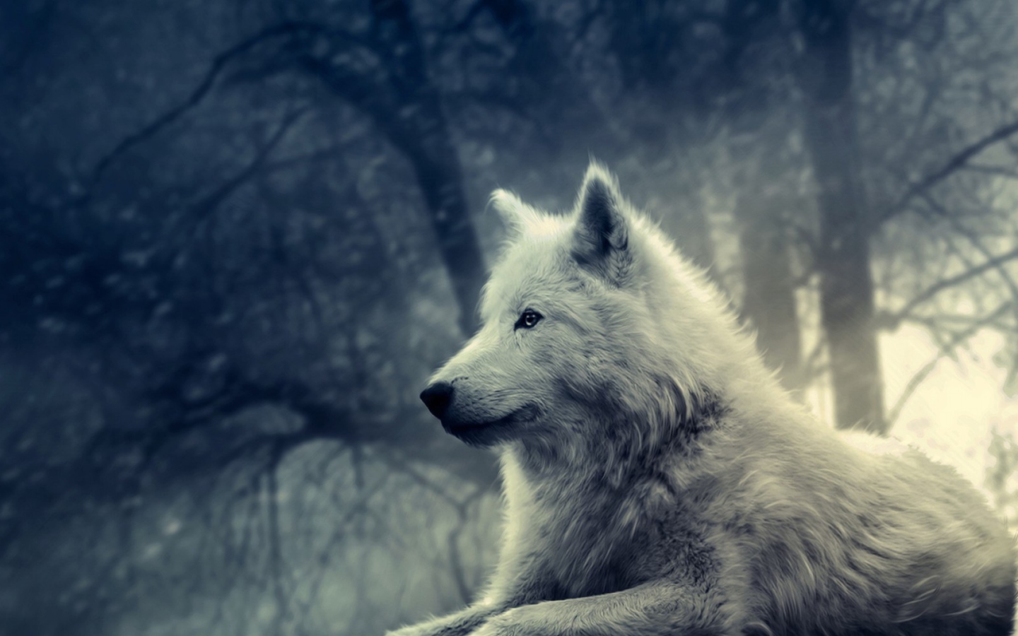 Fondo de pantalla Night Wolf 1440x900