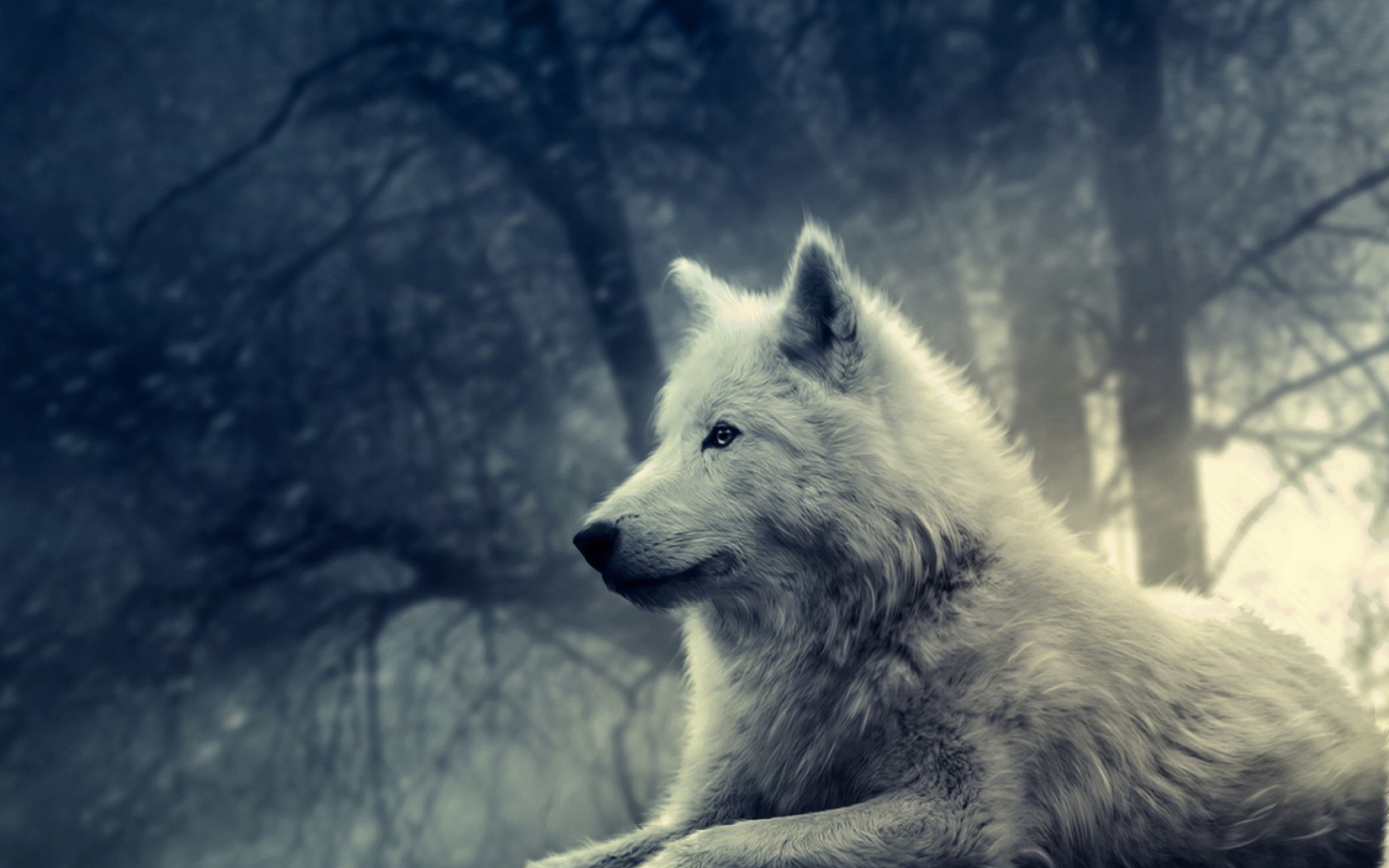Обои Night Wolf 1680x1050