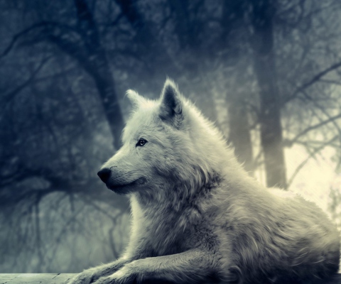 Fondo de pantalla Night Wolf 480x400