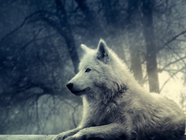 Night Wolf wallpaper 640x480
