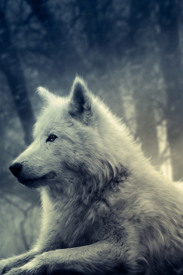 Das Night Wolf Wallpaper 640x960