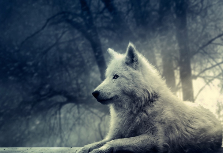 Sfondi Night Wolf