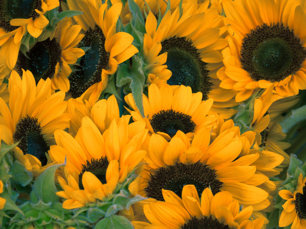 Fondo de pantalla Sunflowers 1024x768