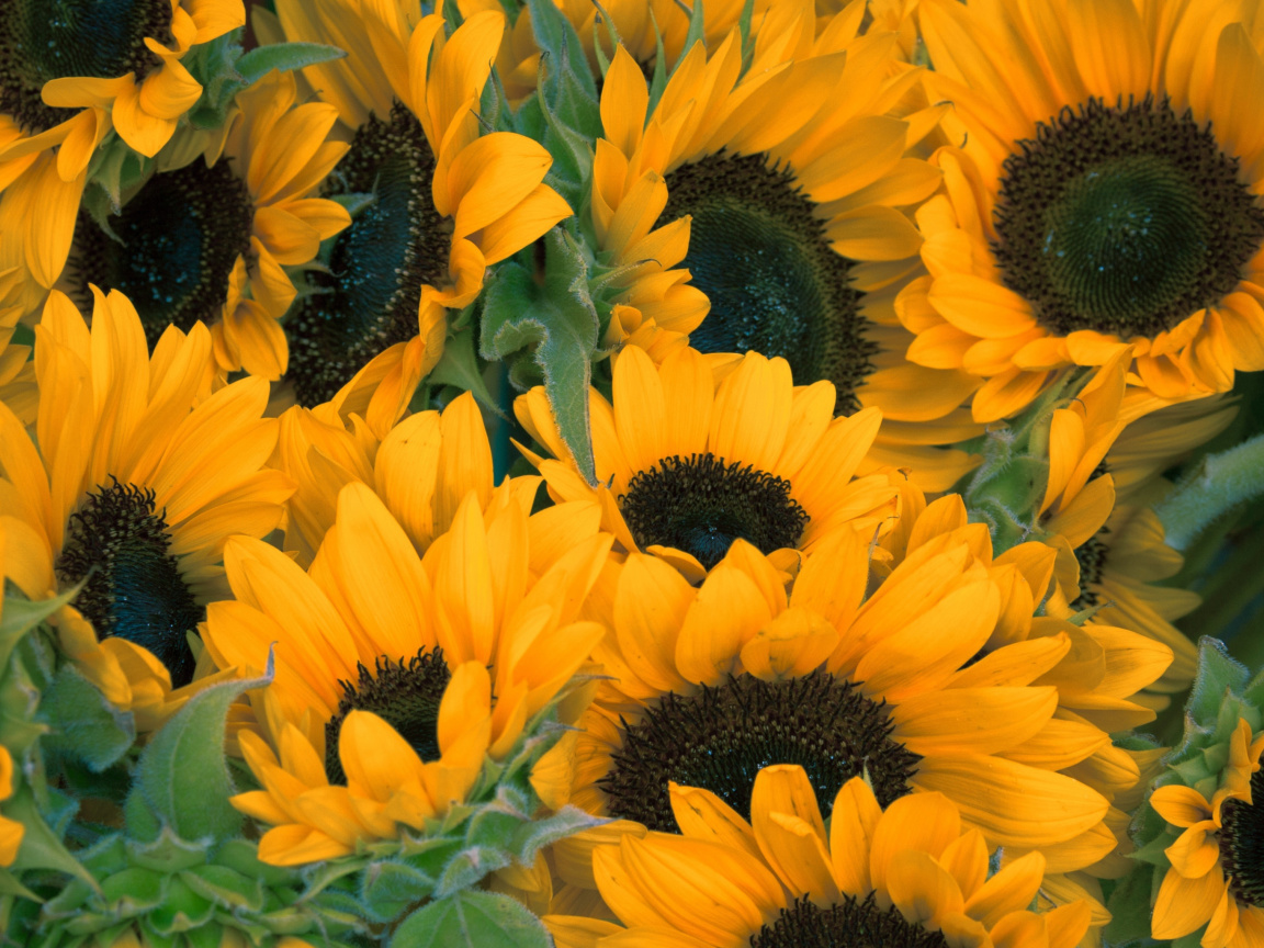 Fondo de pantalla Sunflowers 1152x864