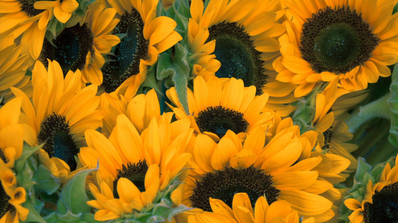 Screenshot №1 pro téma Sunflowers 1366x768