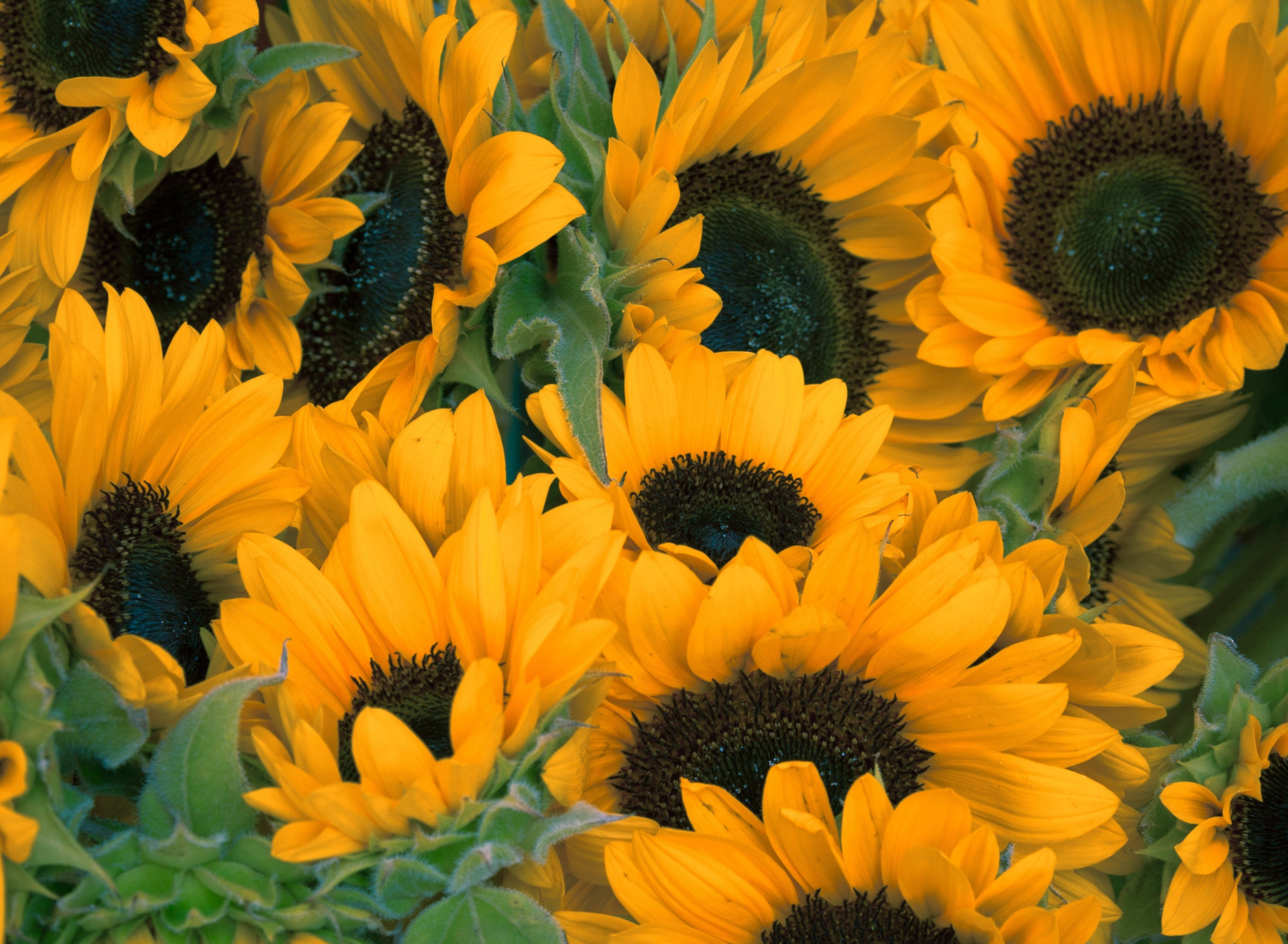 Sfondi Sunflowers 1920x1408