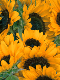 Sunflowers screenshot #1 240x320