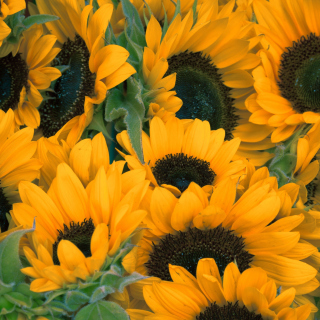 Sunflowers sfondi gratuiti per iPad Air