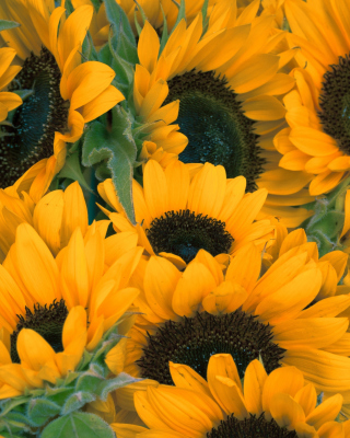 Sunflowers sfondi gratuiti per Nokia X6