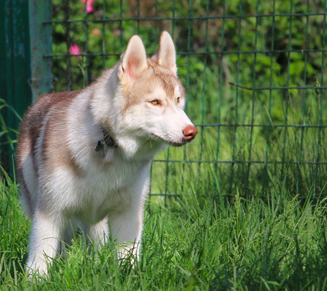 Screenshot №1 pro téma Brown Husky 1080x960