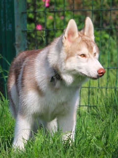 Brown Husky screenshot #1 240x320