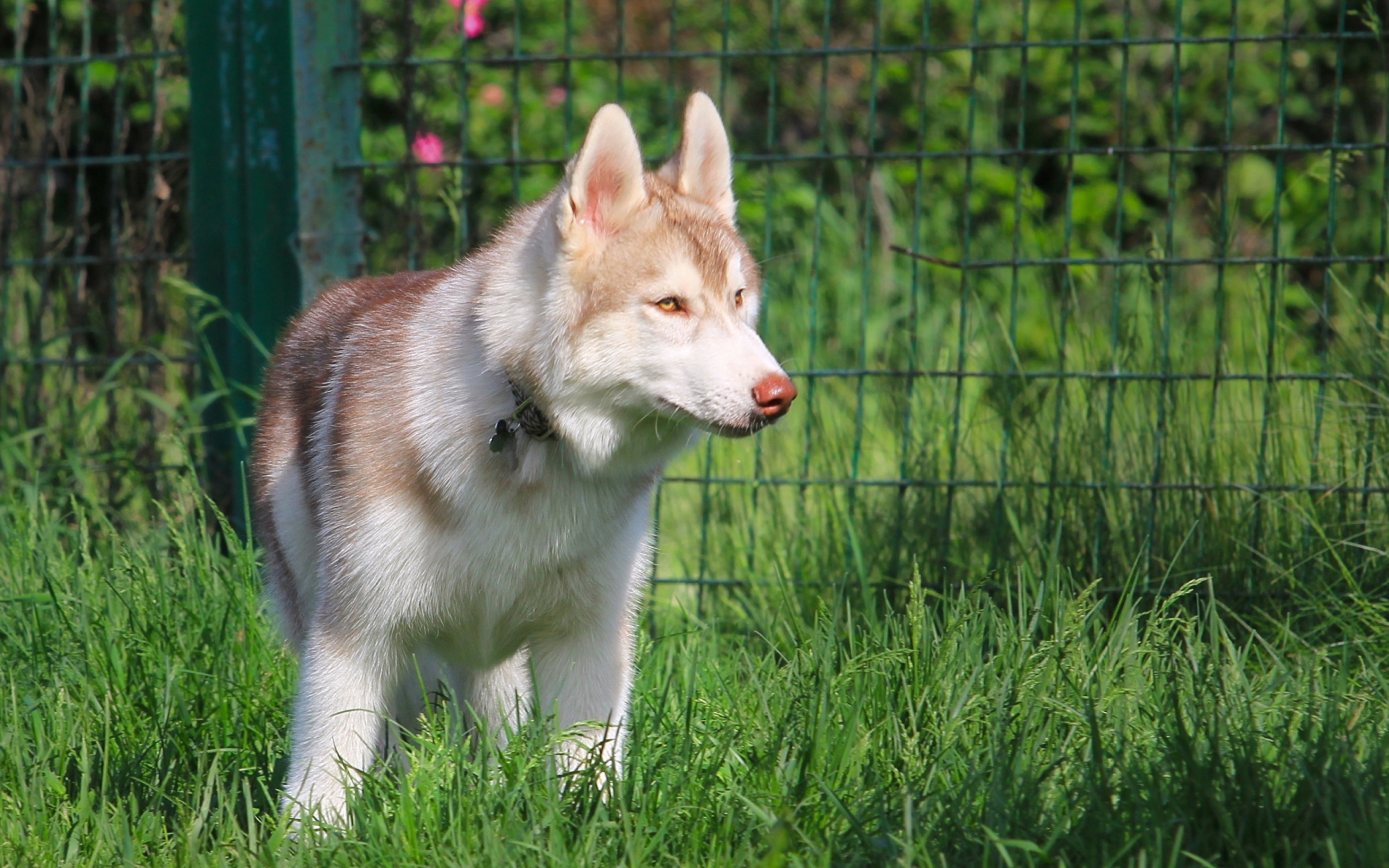 Fondo de pantalla Brown Husky 2560x1600