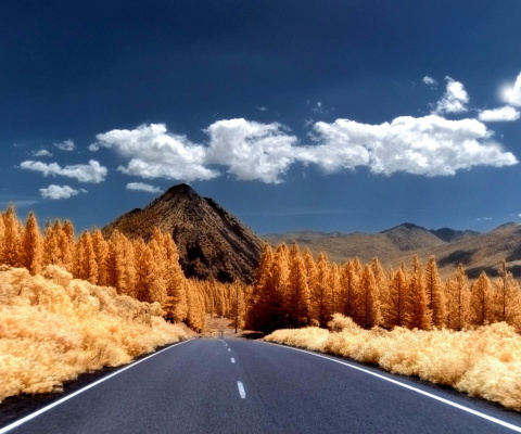 Autumn Road wallpaper 480x400