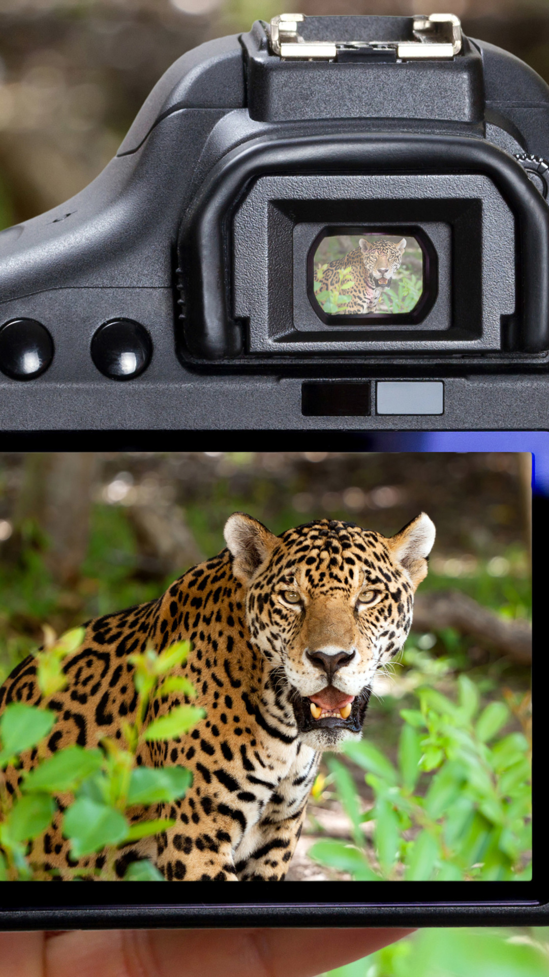 Обои Jungle Spotting 1080x1920