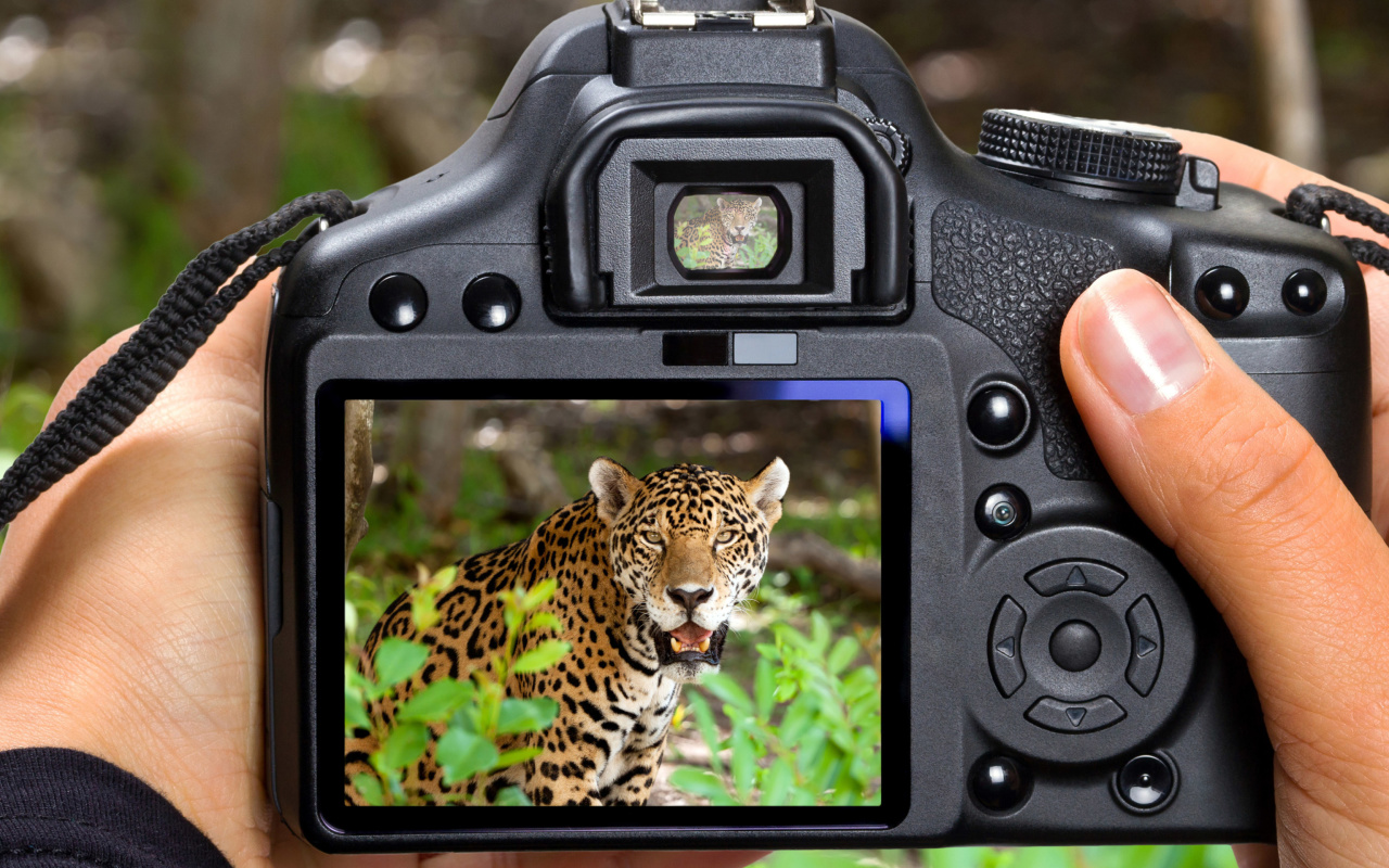 Fondo de pantalla Jungle Spotting 1280x800