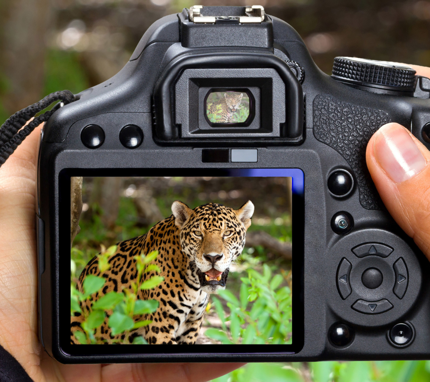 Screenshot №1 pro téma Jungle Spotting 1440x1280