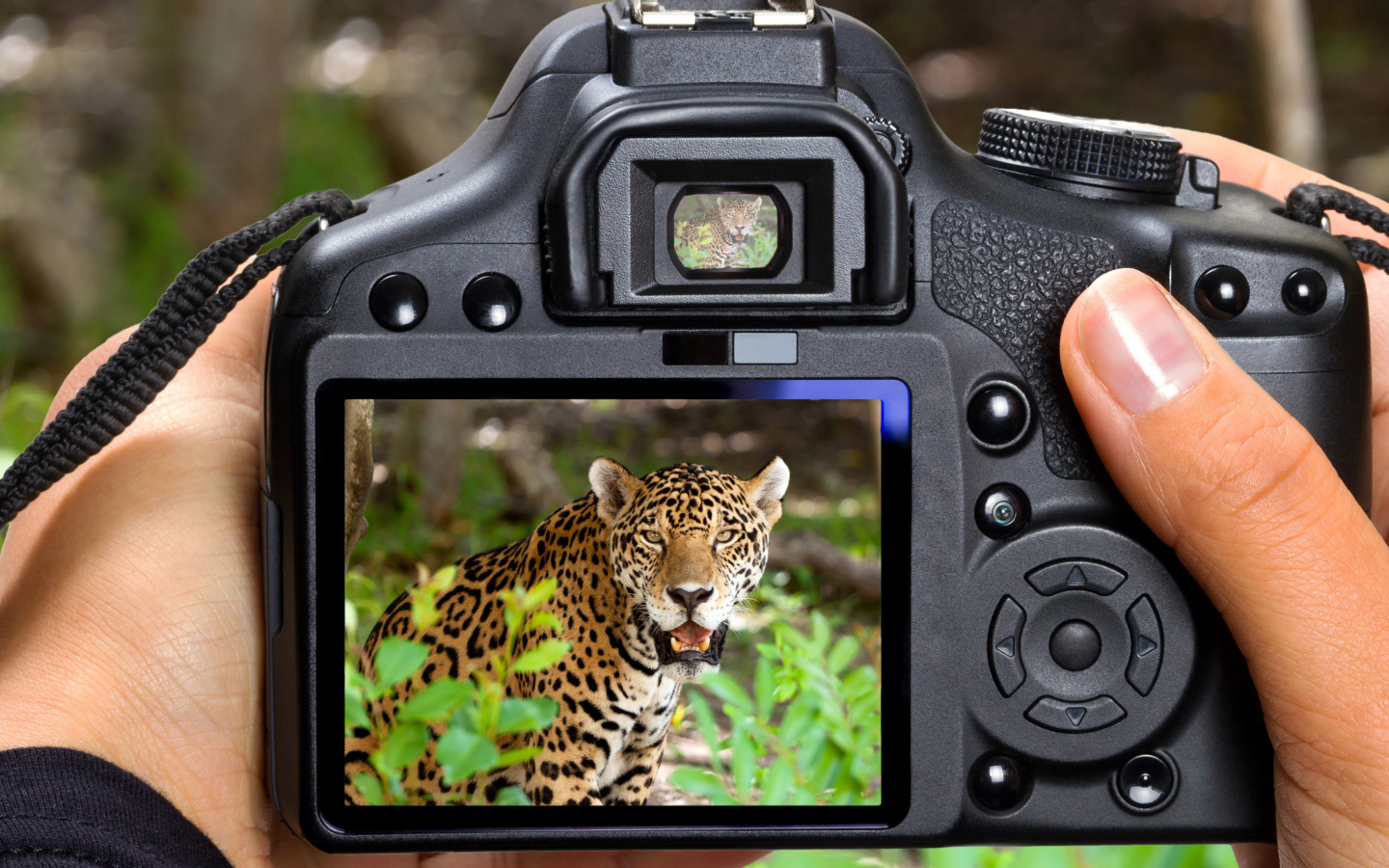 Screenshot №1 pro téma Jungle Spotting 1440x900