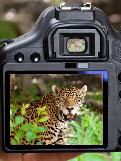 Fondo de pantalla Jungle Spotting 240x320