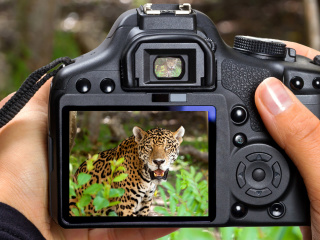 Jungle Spotting screenshot #1 320x240