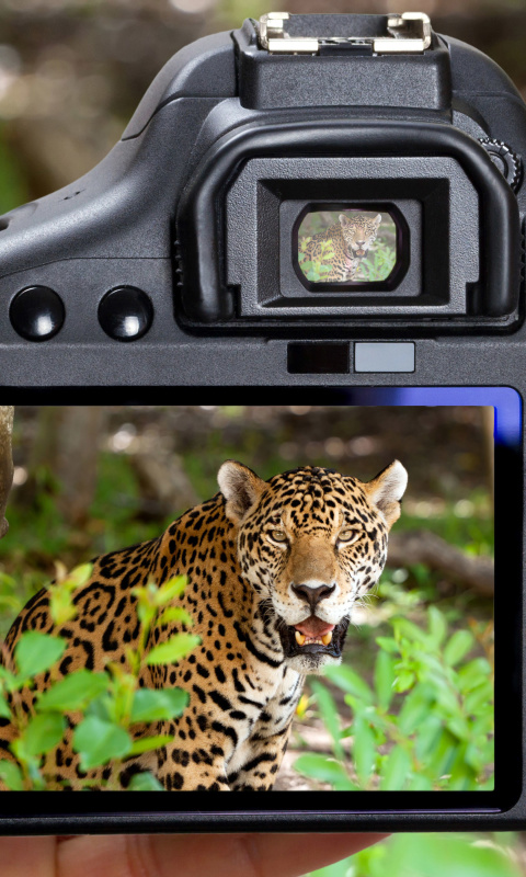 Fondo de pantalla Jungle Spotting 480x800
