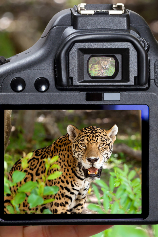 Fondo de pantalla Jungle Spotting 640x960