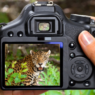 Jungle Spotting - Obrázkek zdarma pro iPad 3