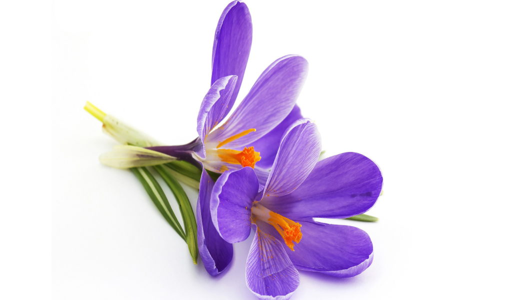 Fondo de pantalla Spring Blooming Crocus 1024x600