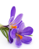 Fondo de pantalla Spring Blooming Crocus 128x160