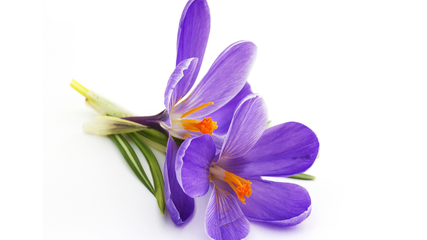 Обои Spring Blooming Crocus 1366x768