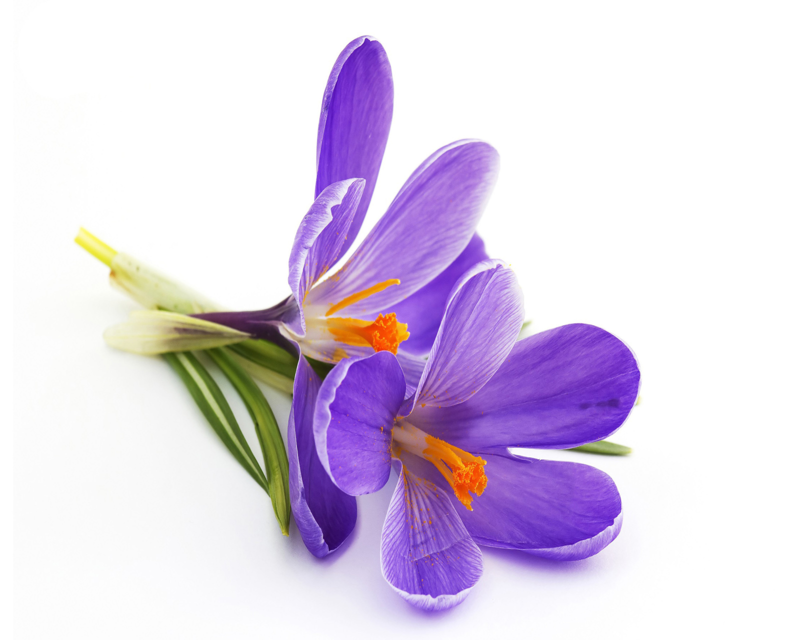 Fondo de pantalla Spring Blooming Crocus 1600x1280