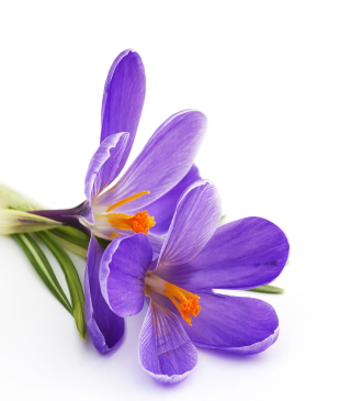 Kostenloses Spring Blooming Crocus Wallpaper für 640x1136