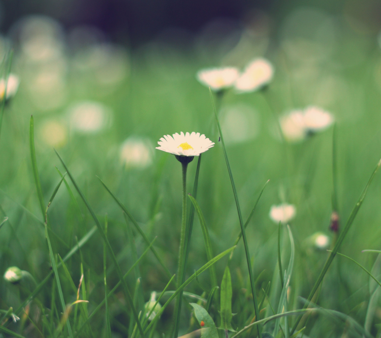 Small Daisies screenshot #1 1440x1280