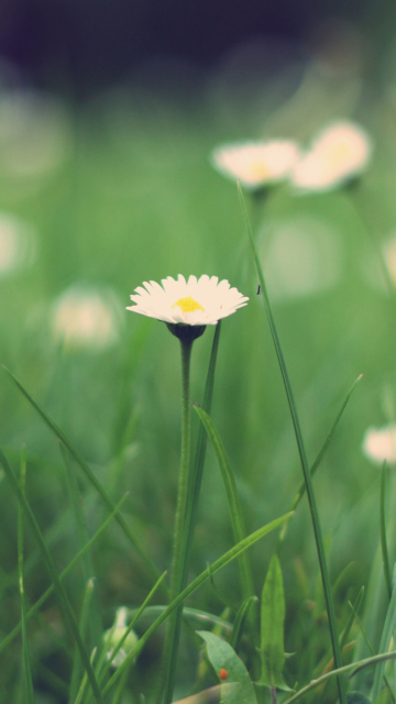 Das Small Daisies Wallpaper 360x640