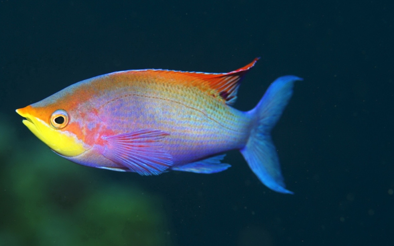 Das Rainbow Fish Wallpaper 1280x800