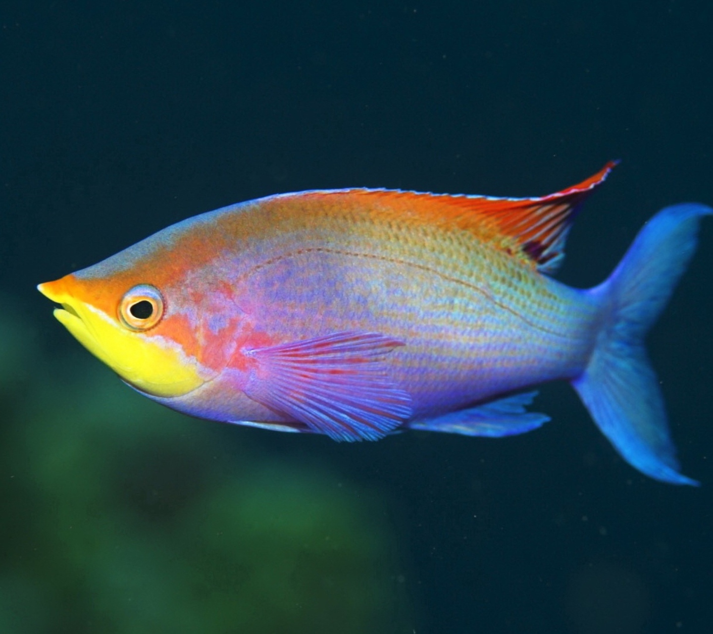 Screenshot №1 pro téma Rainbow Fish 1440x1280
