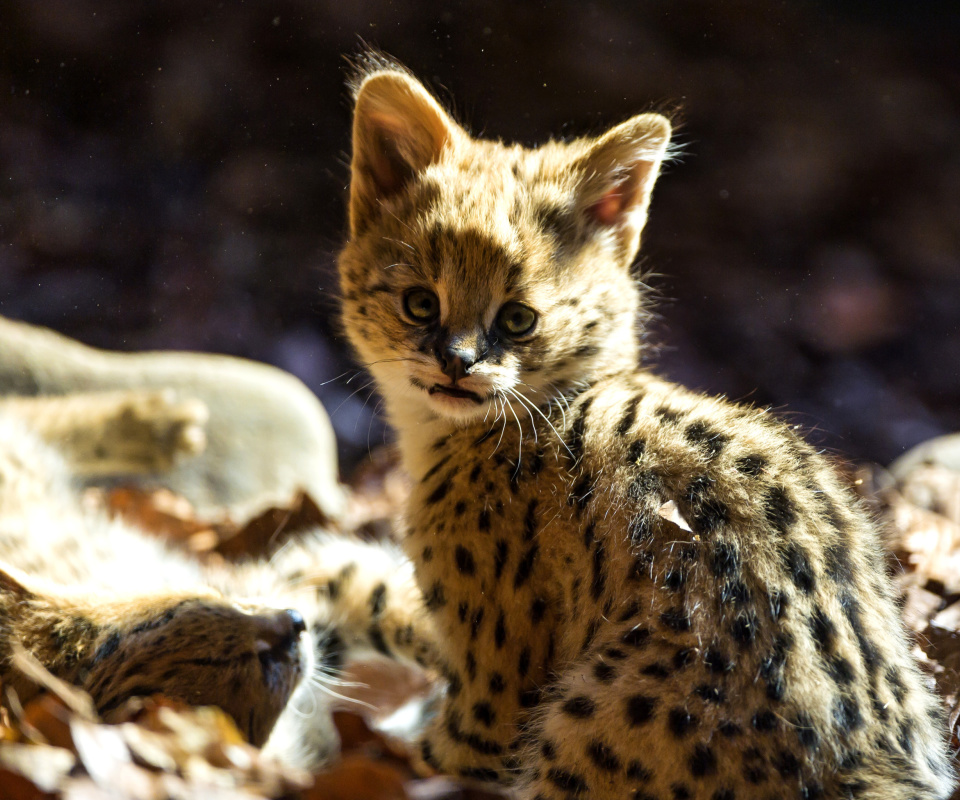 Serval Cat screenshot #1 960x800