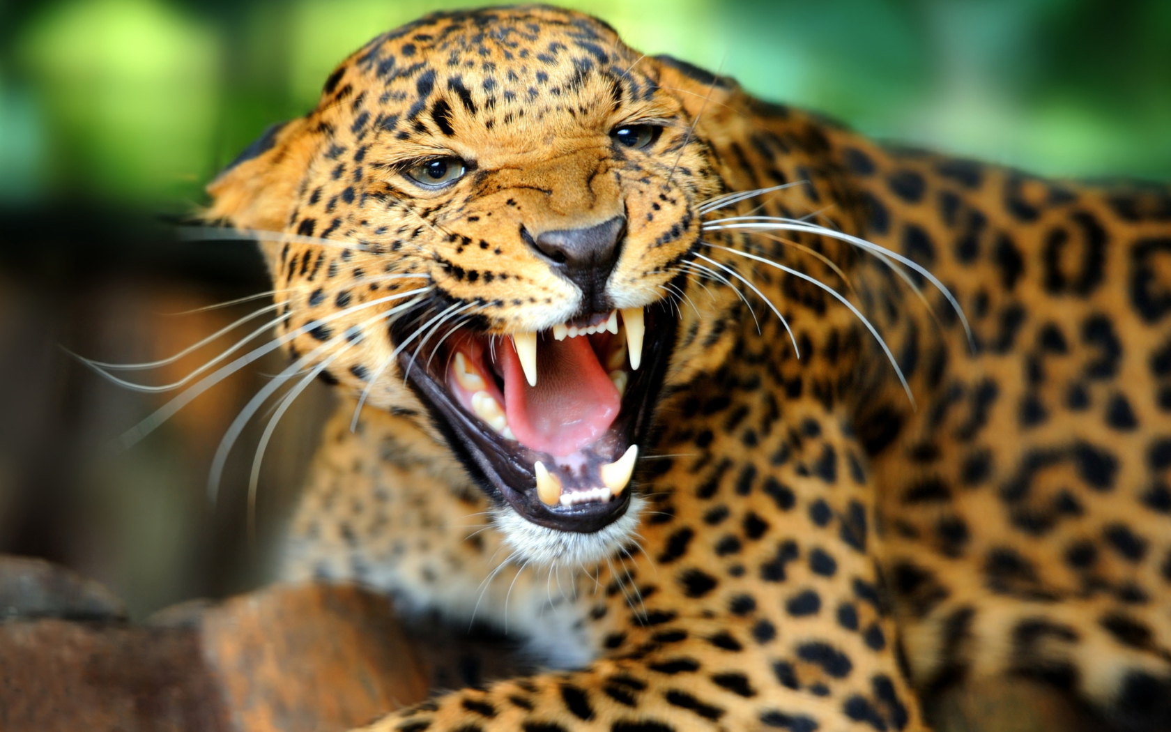 Hungry Leopard screenshot #1 1680x1050
