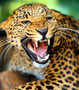 Hungry Leopard - Obrázkek zdarma pro 640x1136