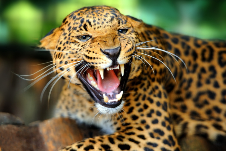 Fondo de pantalla Hungry Leopard