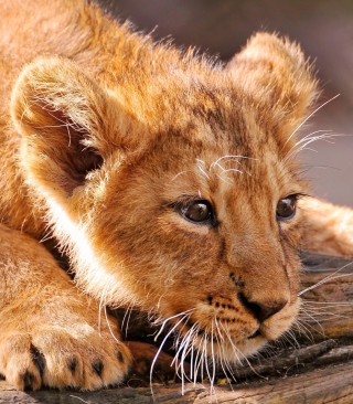 Baby Lion sfondi gratuiti per Nokia 5233
