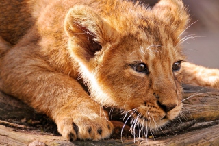 Baby Lion - Obrázkek zdarma pro Sony Xperia Z