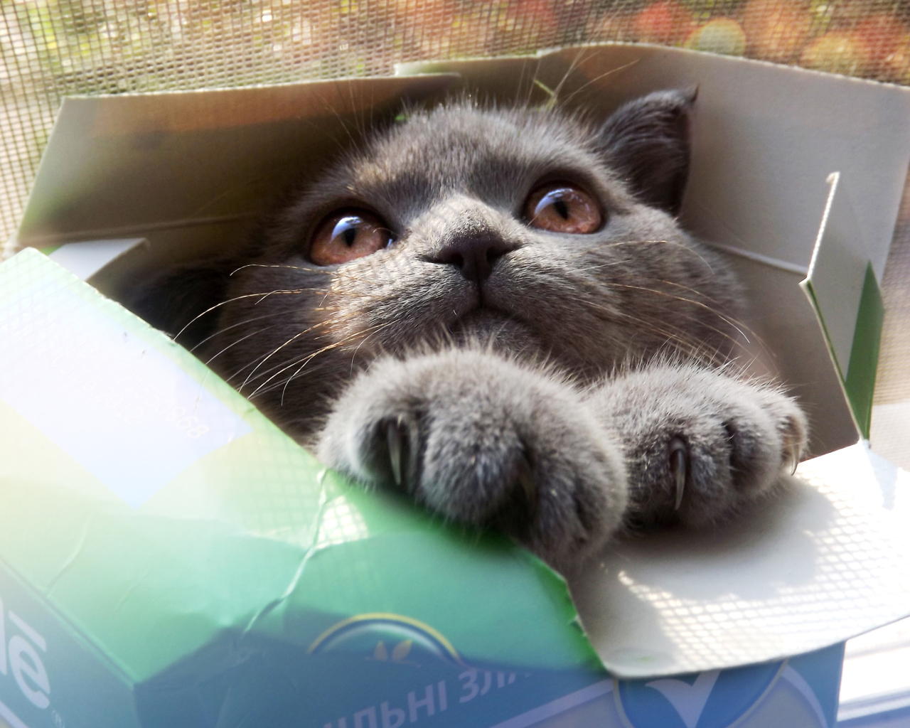 Grey Baby Cat In Box wallpaper 1280x1024