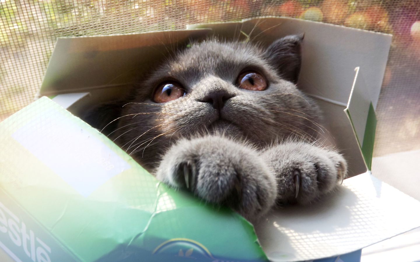 Screenshot №1 pro téma Grey Baby Cat In Box 1440x900