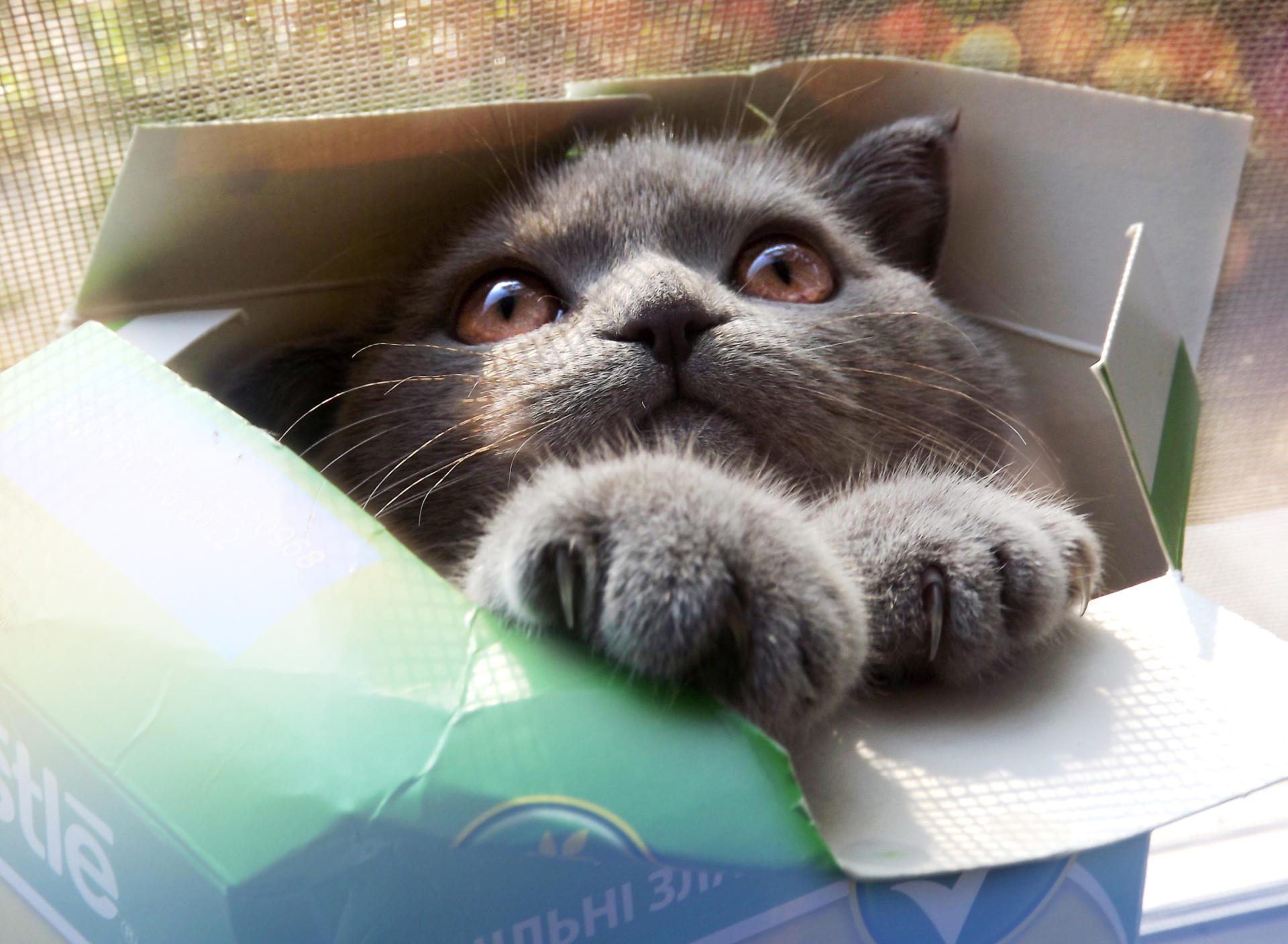 Обои Grey Baby Cat In Box 1920x1408