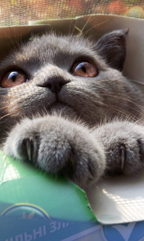 Grey Baby Cat In Box screenshot #1 480x800