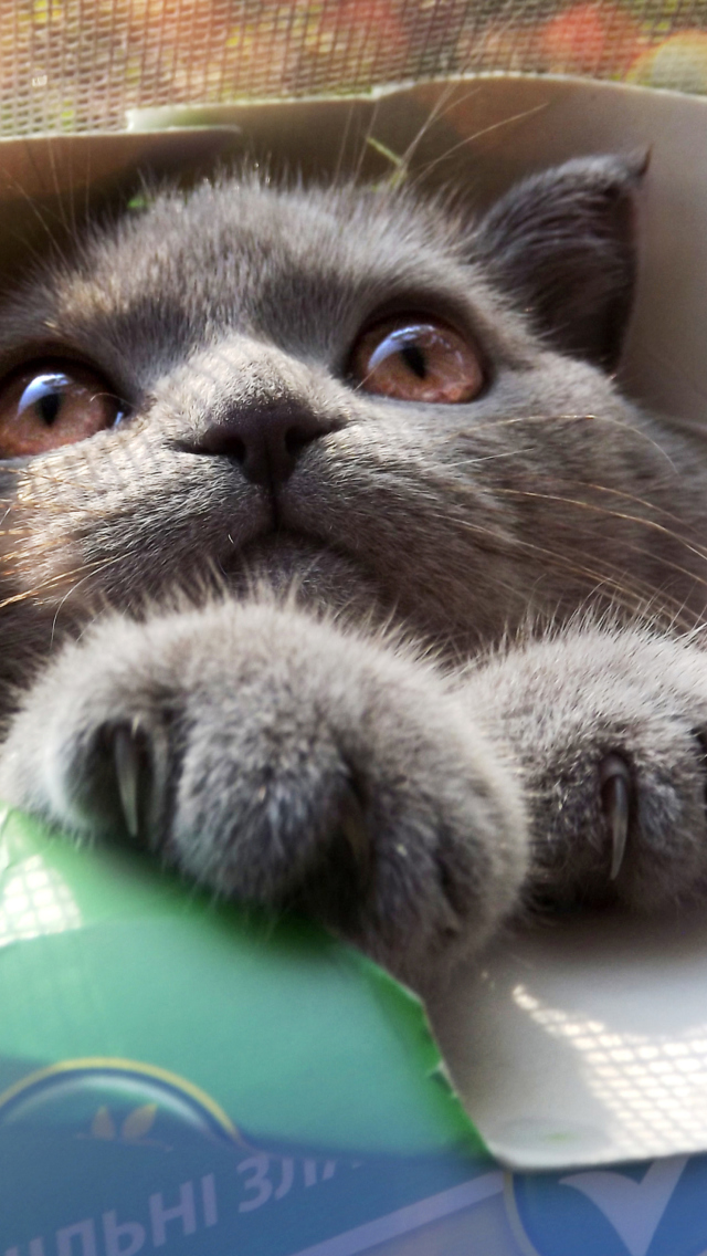 Grey Baby Cat In Box screenshot #1 640x1136