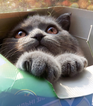 Grey Baby Cat In Box - Obrázkek zdarma pro Nokia Asha 305