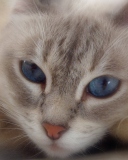 Sfondi Cat With Blue Eyes 128x160