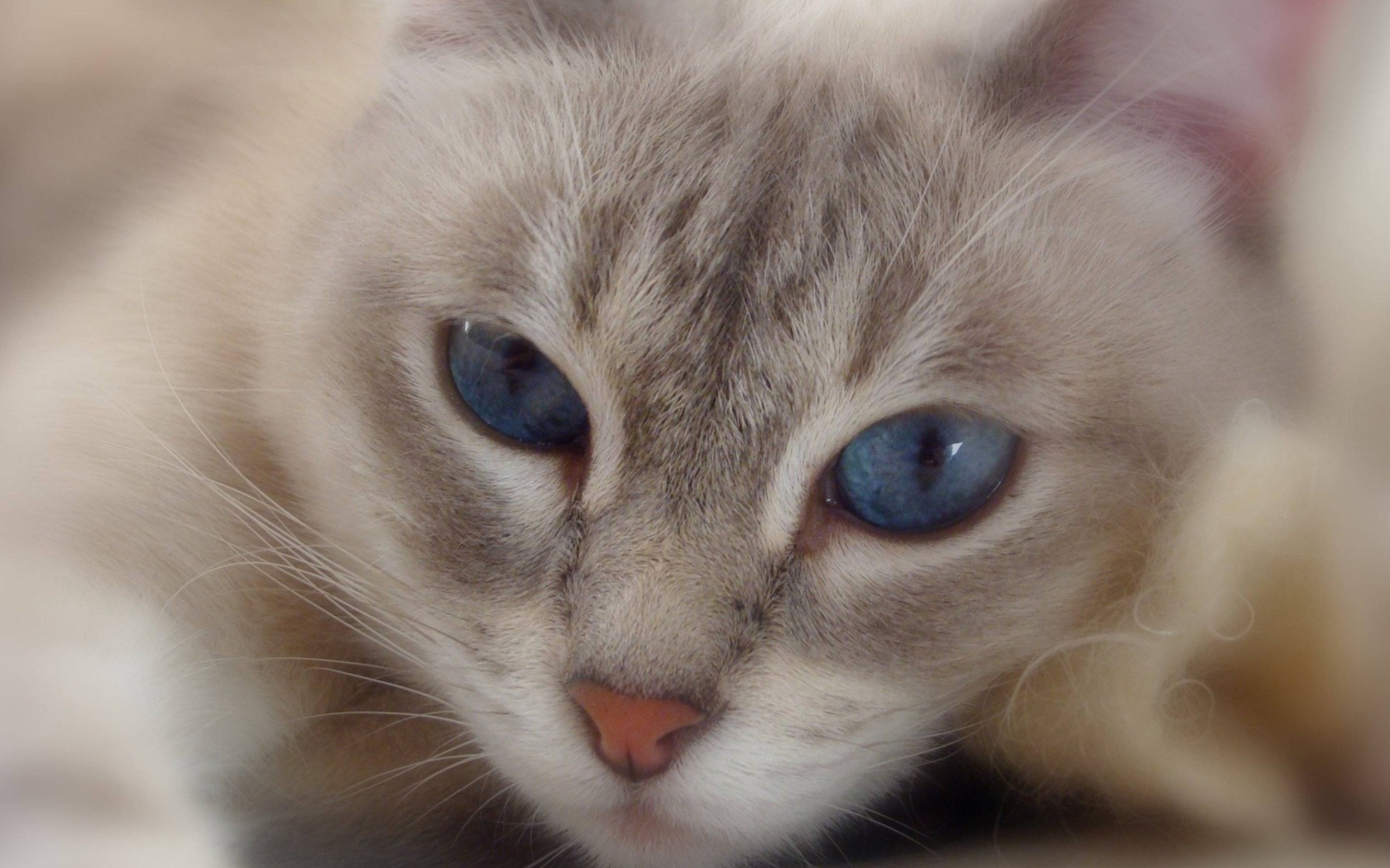 Screenshot №1 pro téma Cat With Blue Eyes 1680x1050